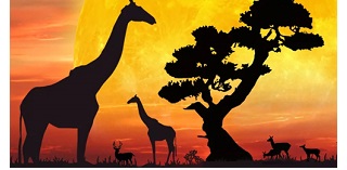 В мире животных